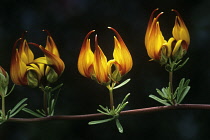 Parrot's Beak, Lotus berthelotii.