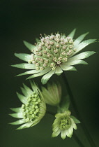 Astrantia, Masterwort, Astrantia bavarica.