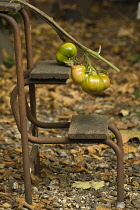 Tomato, Lycopersicon esculentum.