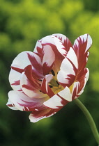 Tulip, Tulipa 'Carnival de Nice'.