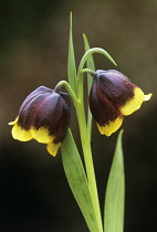 Fritillary, Fritillaria michailovskyi.