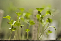 Pakchoi, Brassica chinensis.