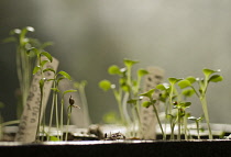 Pakchoi, Brassica chinensis.