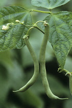 French Bean, Phaseolus vulgaris 'Blue Lake'.