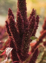 Amaranthus, Amaranthus hypochondriacus.