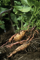 Sweet Potato, Ipomoea batatas 'Beuregard'.