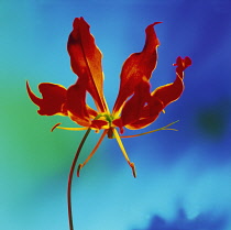 Gloriosa Lily, Gloriosa.