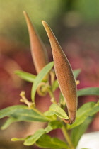 Pleurisyroot, Asclepias tuberosa.