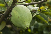 Giantchinesequince, Chaenomeles cathayensi.