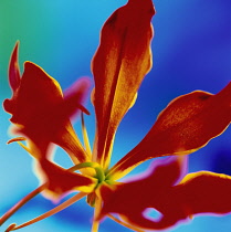 Gloriosa Lily, Gloriosa.