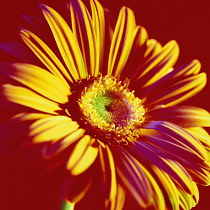 Gerbera.