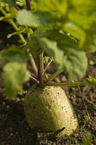 Radish, Chaenomeles cathayensi.