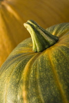 Pumpkin, Squash, Curcubita pepo.