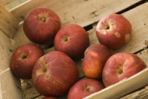 Apple, Malus domestica.