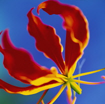 Gloriosa Lily, Gloriosa.