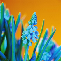 Grape Hyacinth, Muscari.