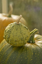 Pumpkin, Squash, Curcubita pepo.