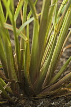Lemongrass, Cymbopogon citratus.