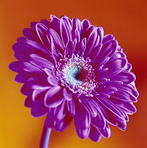 Gerbera.