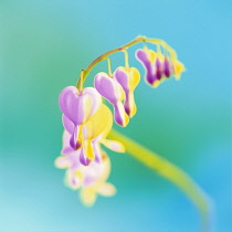 Bleedingheart, Dicentra.