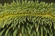 Spurge, Euphorbia.