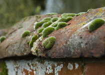 Lichen, Moss.