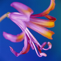 Nerine.