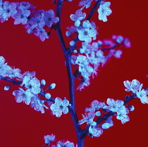 Flowers, Plant.