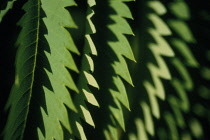 Honeybush, Melianthus major.