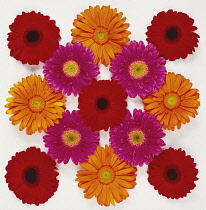 Gerbera.