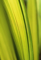 New Zealand Flax, Phormium tenax 'Yellow Wave'.
