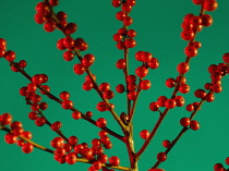 Holly, Ilex aquifolium.