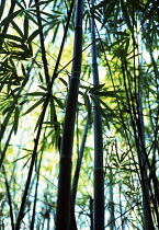 Bamboo, Black bamboo, Phyllostachys nigra.
