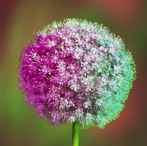 Allium.
