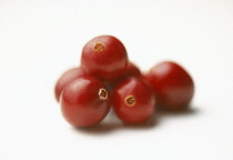 Cranberry, Vaccinium oxycoccos.