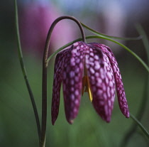 Fritillary, Snake's head fritillary, Fritillaria meleagris.