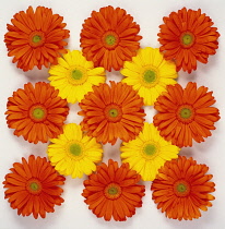 Gerbera.