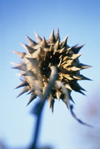 Cardoon, Cynara cardunculus.