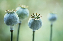 Poppy, Opium poppy, Papaver somniferum.