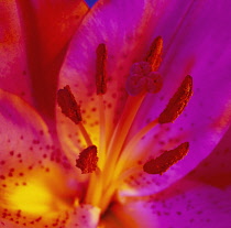 Lily, Lilium 'Star Gazer'.