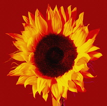 Sunflower, Helianthus annuus.