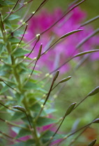 Spiderflower, Cleome, Cleome hassleriana.