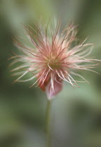 Pasque flower, Pulsatilla vulgaris.