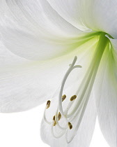 Lily, Easter lily, Lilium longiflorum.