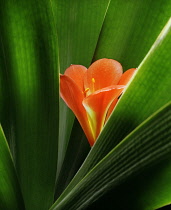 Clivia, Clivia miniata.