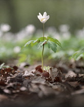 Anemone, Wood anemone, Anemone nemorosa.