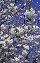 Cherry, Prunus 'Shirotae'.