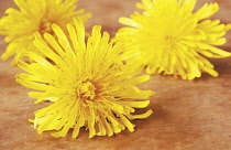 Dandelion, Taraxacum officinale.