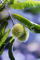 Chestnut, Sweet chestnut, Castanea sativa.