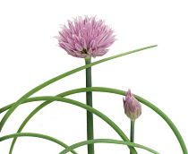 Chive, Allium schoenoprasum.